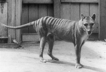 Le thylacine, appele egalement loup marsupial, loup de Tasmanie ou encore tigre de Tasmanie Historic...