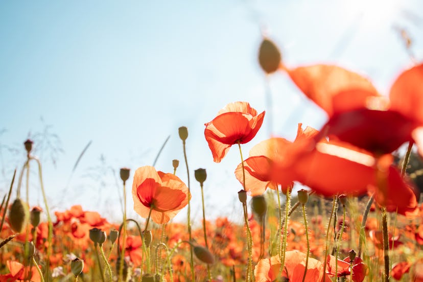 Field of blooming red poppies on a sunny day. Ideal for a postcard or wallpaper.