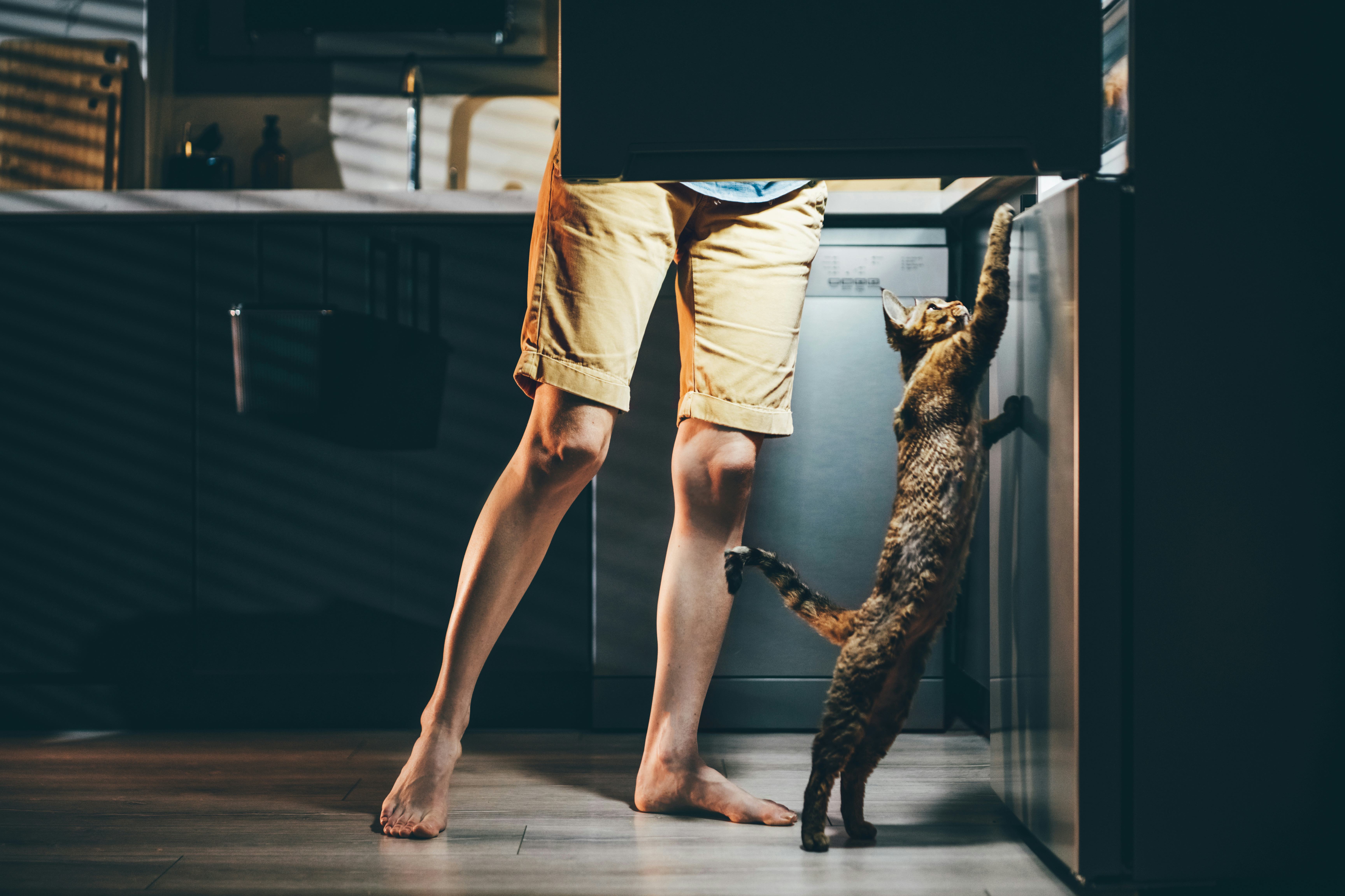 Why Is My Cat Awake At Night? A Veterinarian Reveals the Answer to