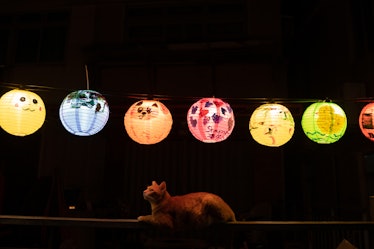 HONG KONG, CHINA - SEPTEMBER 07: A cat sits underneath lanterns displayed at Tai O fishing village o...