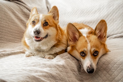 2 dogs Corgi on the sofa with light background, looking at camera