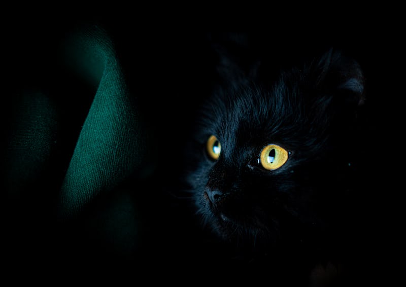 Black cat dark portrait
