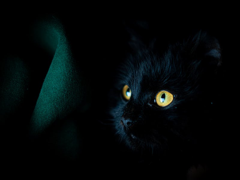 Black cat dark portrait