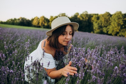 beautiful woman in white dress and straw hat picking lavender in the field