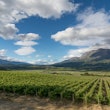 argentina vineyard