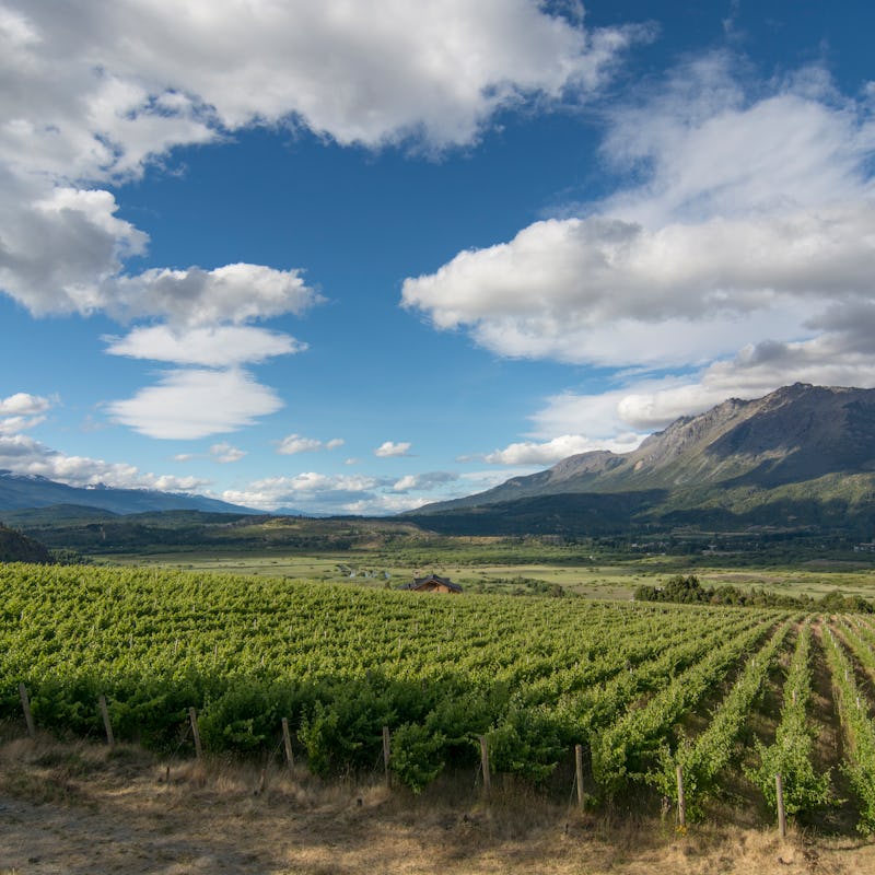 argentina vineyard