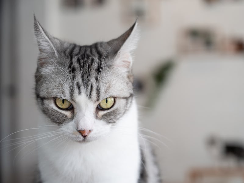Domestic shorthair cats as the mutts of the cat world because they're a mix of various breeds, resul...