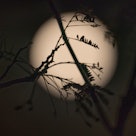 Silhouette Twigs Against Glowing Full Moon In Sky