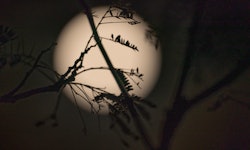 Silhouette Twigs Against Glowing Full Moon In Sky
