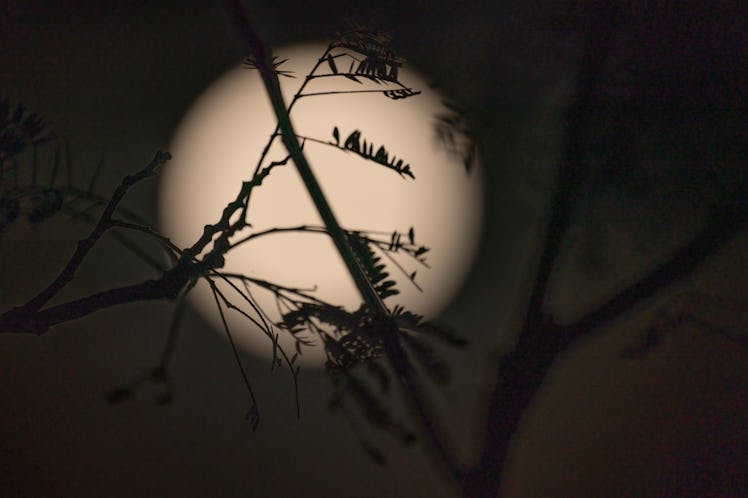 Silhouette Twigs Against Glowing Full Moon In Sky