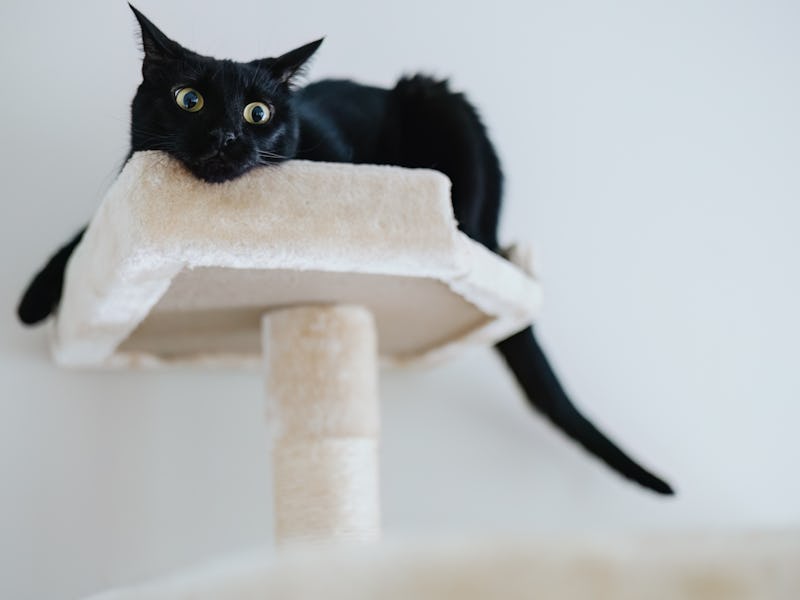 Close-up of black cat relaxing in kitty condo