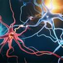 Neurons and Microglia - 3d rendered image of Neuron cell network on black background. Microglial cel...