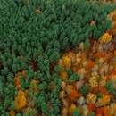 Scenic panoramic photo of a colorful forest with red, orange, yellow and green leaves on trees in th...