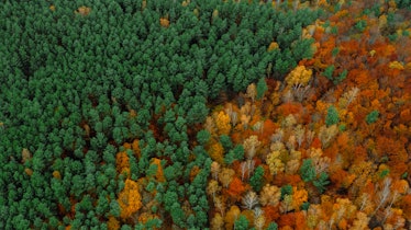 Scenic panoramic photo of a colorful forest with red, orange, yellow and green leaves on trees in th...
