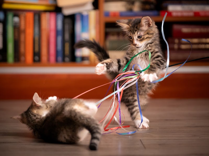 Two kittens play with colorful ribbons in the room on the floor. Photo in the home space