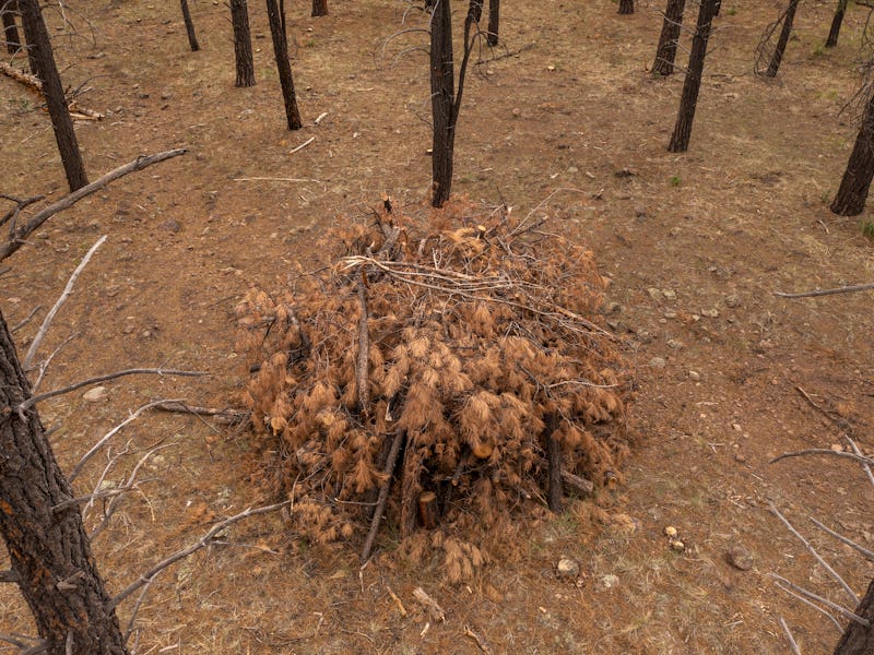 WILLIAMS, AZ - JULY 6: In an aerial view, piles of cut pine trees from a forest-thinning project to ...