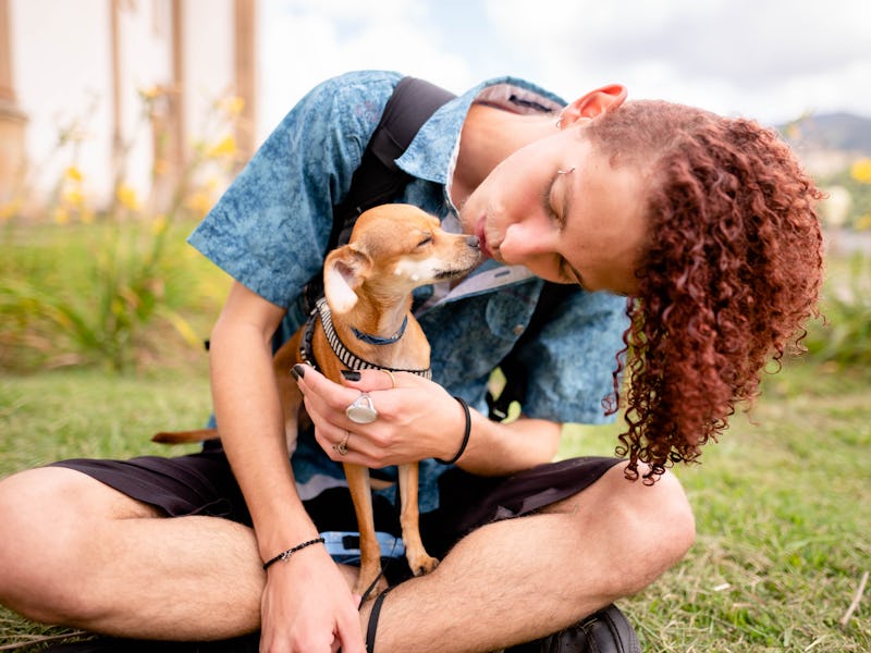 Young man giving his cute little chihuahua a kiss while sitting on some grass outside during a walk ...