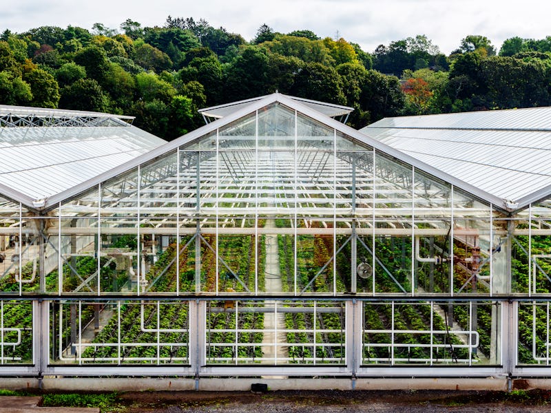Lexington, Massachusetts, USA - September 28, 2023: View into glass greenhouses and the rows of gree...