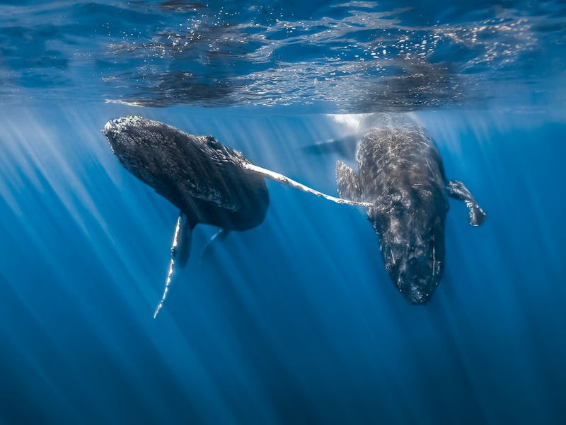 Humpback Whale, Cabo San Lucas, Pacific coast, Baja California, Mexico.