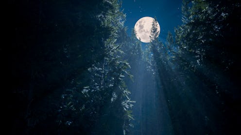 The full moon illuminates a dense coniferous forest and a path winding between the trunks of tall pi...