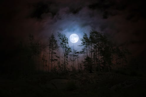 moon lit at night in the forrest 