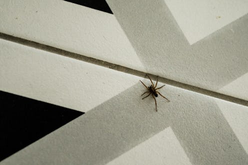 Small spider crawls on the floor on tiles. Pests and insects