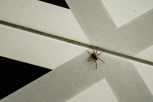 Small spider crawls on the floor on  tiles. Pests and insects