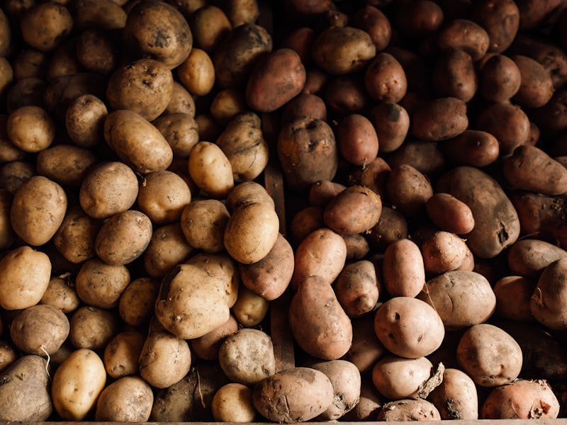 Abundance of organic and starchy potatoes, roots of plant, belonging to family Solanaceae, lying on ...