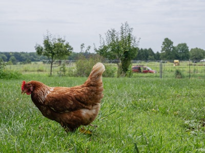 PURCELLVILLE , VA. AUGUST 14: A chicken is seen near a plot of farmland in Loudon County, VA on Augu...