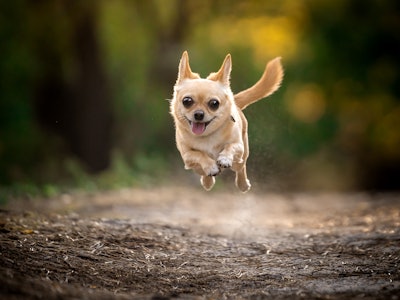 A little chihuahua dog runs on a forest path. Outdoor photo