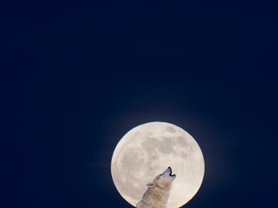 Composite image: A single lone wolf howling at full moon  at game farm. in Kalispell.