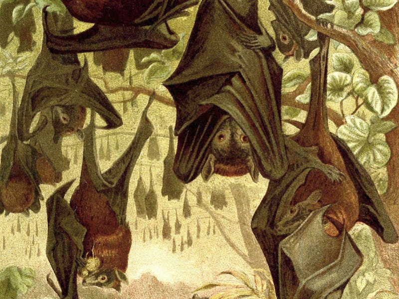 Fruit Bats, Pteropodidae, a family of mammals from the order Bats, digitally restored reproduction o...