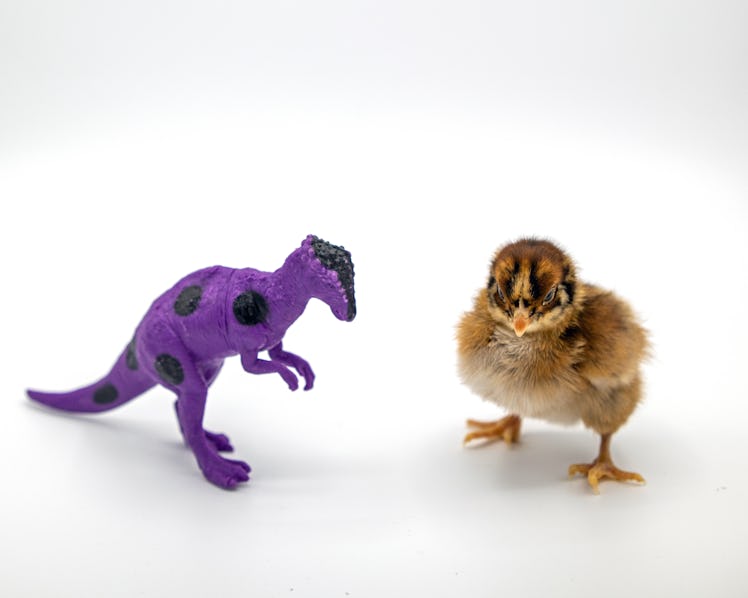 A two-day-old Barnevelder chick poses with a small plastic Pachycephalosaurus dinosaur toy.