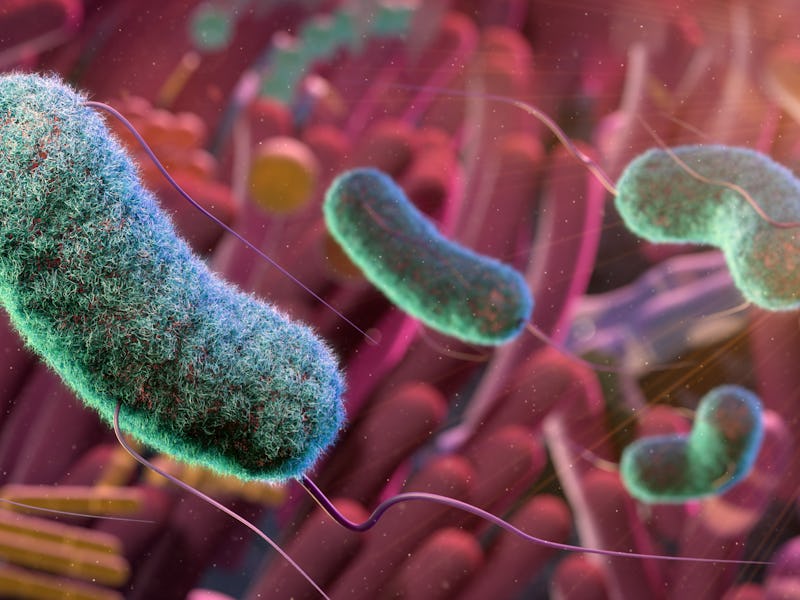 Conceptual illustration of the gut microbiome. The gut microbiome refers to all of the microbes in t...