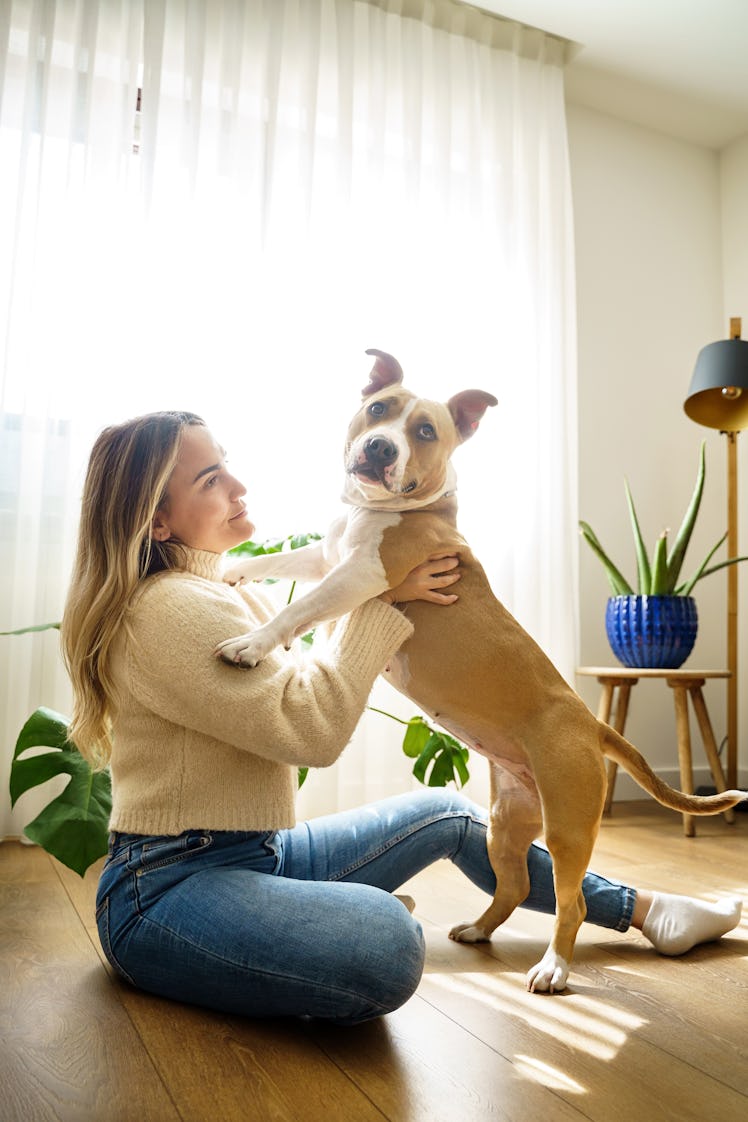 Vertical full length view of caucasian woman relax at home with American Stanford dog on woodblock f...