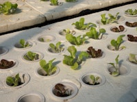 Row of seedlings growing in a hydroponic farm