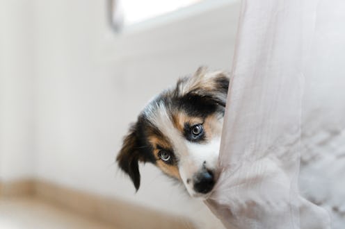 dog guilty