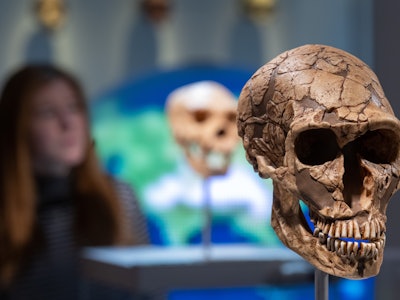 24 January 2023, Saxony, Chemnitz: The cast of a Neanderthal skull is on display at the Chemnitz Sta...