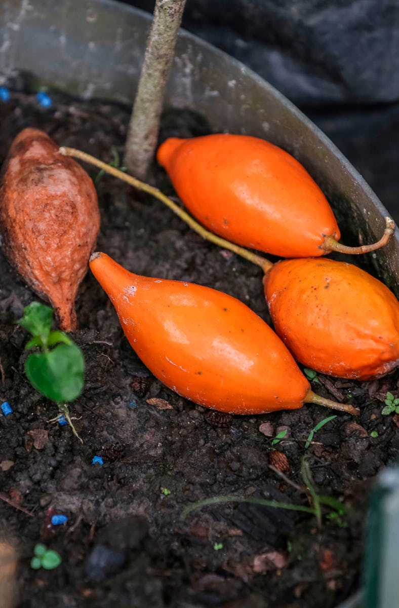 A picture taken in Libreville on February 17, 2018 shows froots of an Iboga tree. - Iboga, extract f...