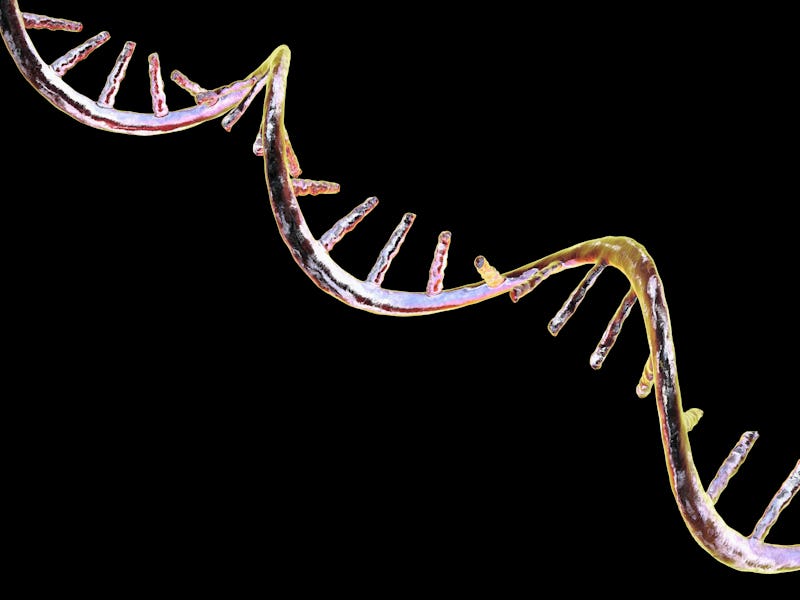 Molecular model of messenger ribonucleic acid (mRNA), computer illustration