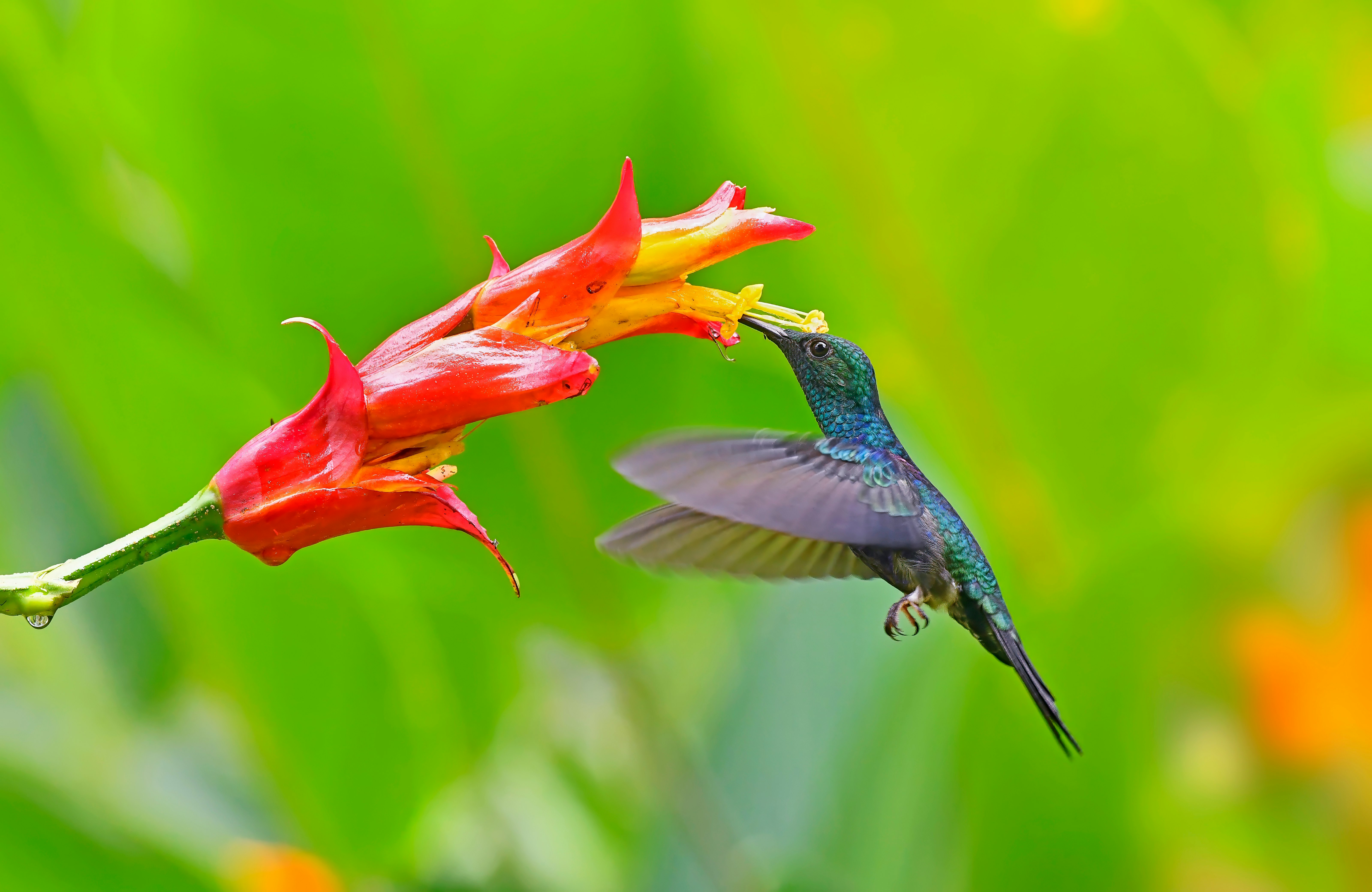 A Hummingbird’s All-Sugar Diet Would Give Anyone Diabetes — Scientists Finally Know Their Secrets