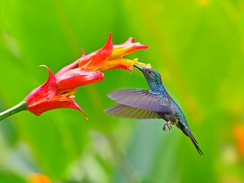 A fork-tailed woodnymph is seen taking nectar from a yellow and red flower.  The beak of the bird is...