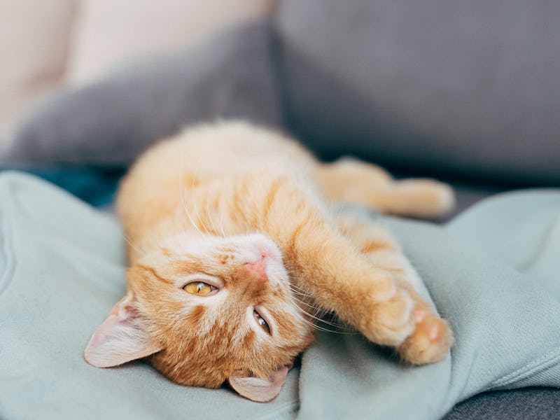A ginger cat sleeps in his soft cozy bed on a floor carpet, soft focus