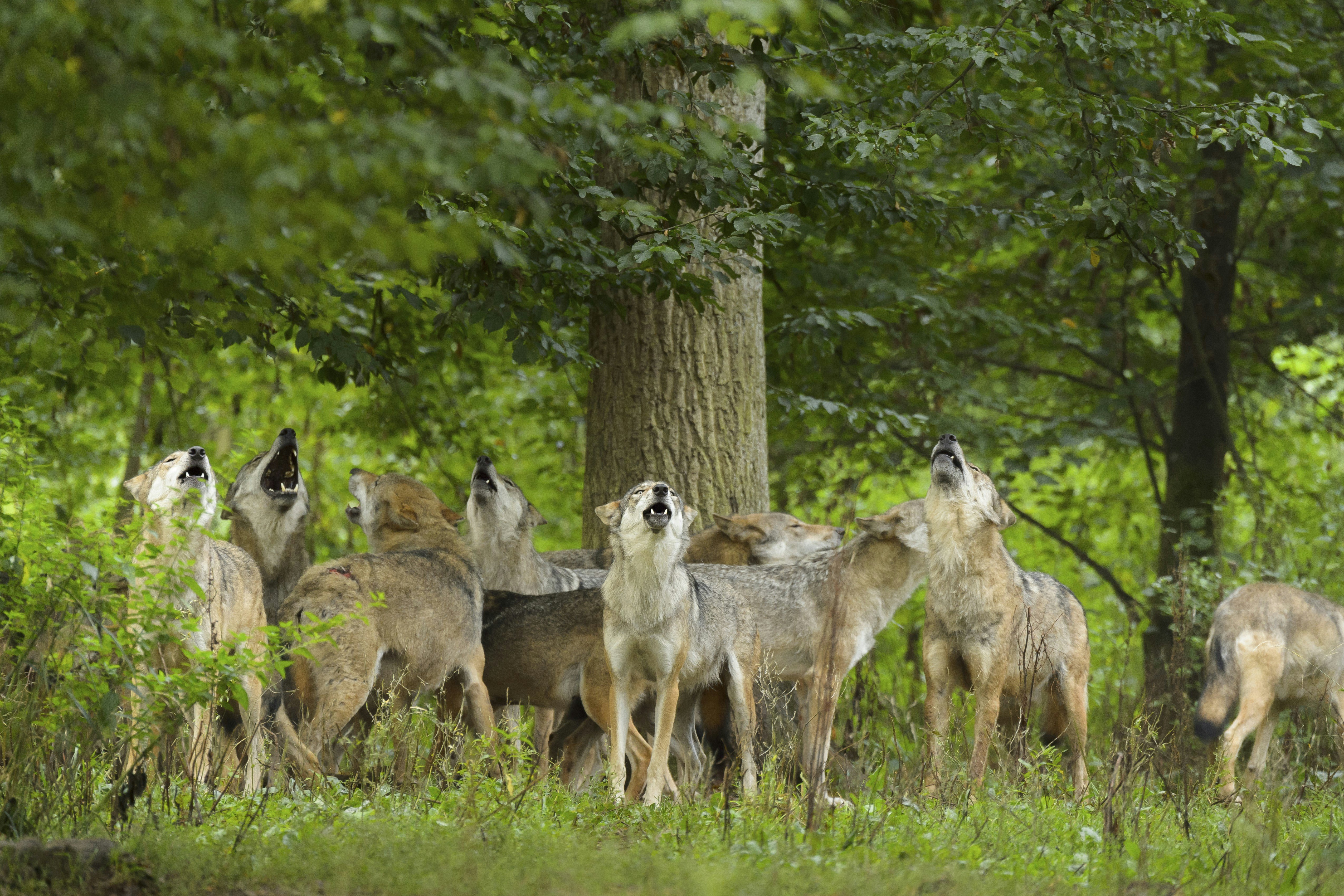 A New Book Argues We’re All Asking The Wrong Question About Animal Communication