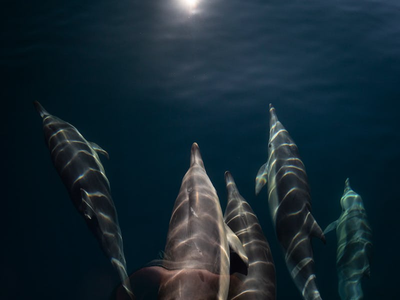 A pod of long-beaked common dolphins swim off Orange County, California