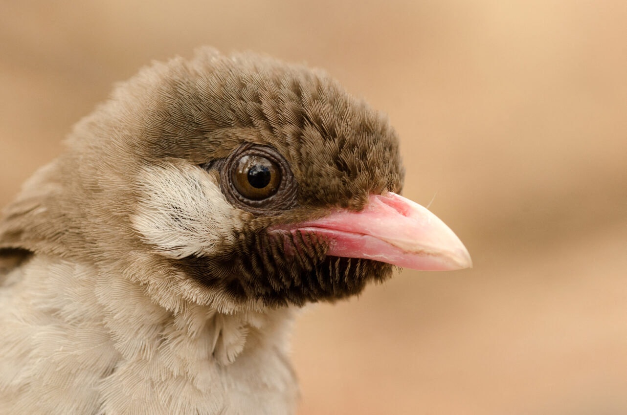 A New Book Argues We’re All Asking The Wrong Question About Animal Communication