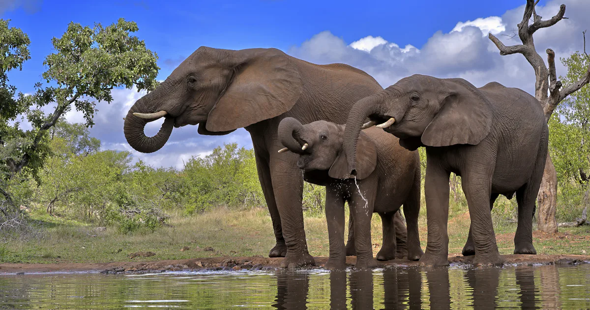 Discusion Animal A New Book Argues We’re All Asking The Wrong Question About Animal ...