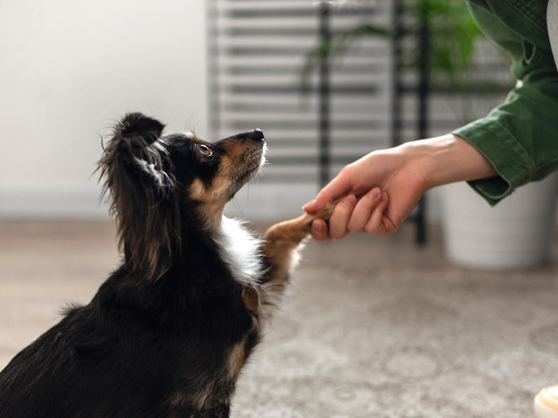 Photo of woman hand holding dog paw at home