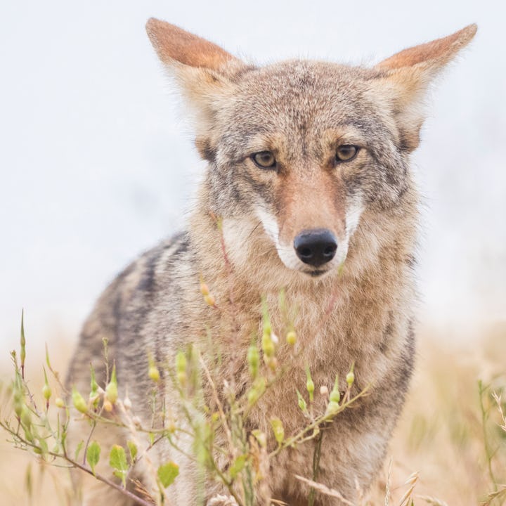 A coyote in a field. A video of a coyote chasing a child has gone viral. Here's what you should know...