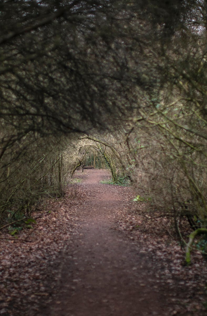 BIRMINGHAM, ENGLAND - JANUARY 03: A footpath through Moseley Bog, believed to be the inspiration for...